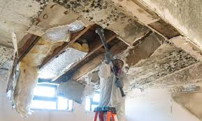 Best Mold Documentation for Insurance Claims  in Cedartown, GA